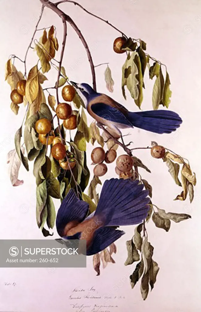 Florida Jay by John James Audubon, 1785-1851