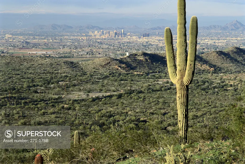 Cactus in a field, South Mountain Park, Phoenix, Arizona, USA