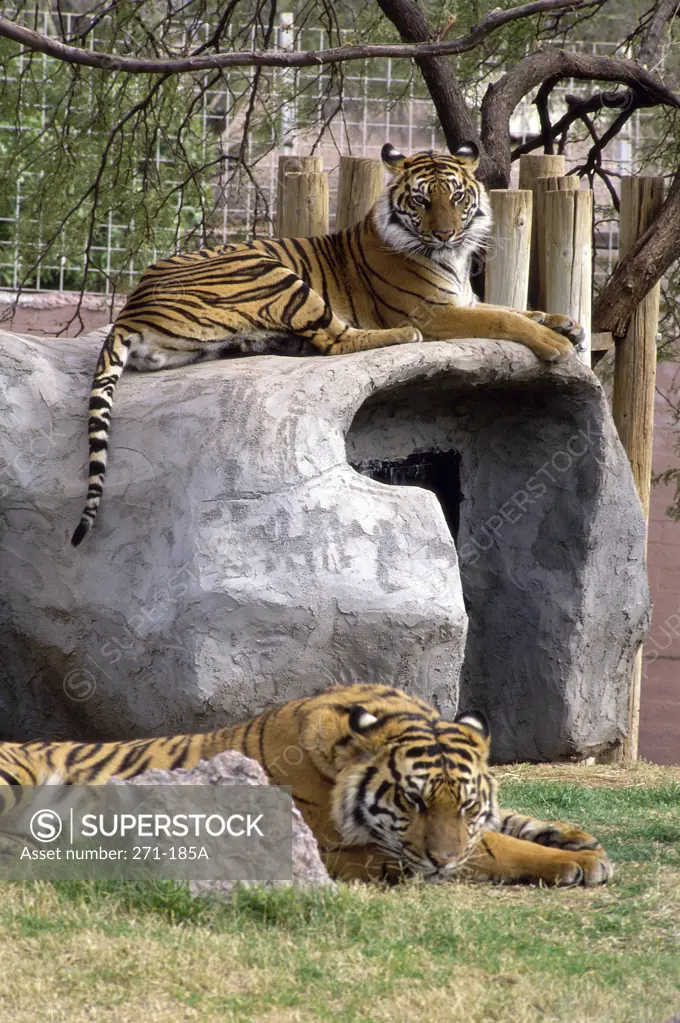 Two tigers in a zoo, Phoenix Zoo, Phoenix, Arizona, USA (Panthera tigris)