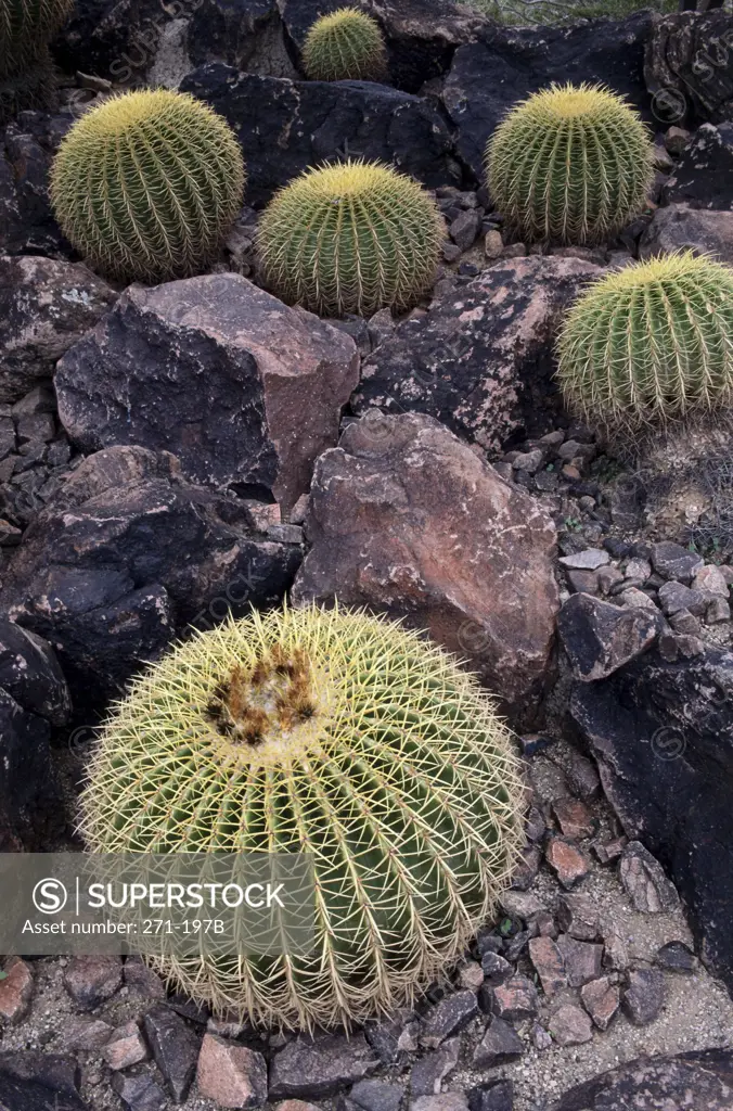 Barrel cactus growing on rocks, Desert Botanical Gardens, Papago Park, Phoenix, Arizona, USA