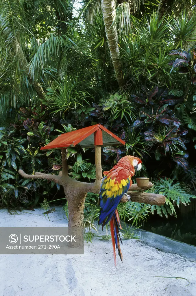 Scarlet Macaw Sunken Gardens St. Petersburg Florida, USA