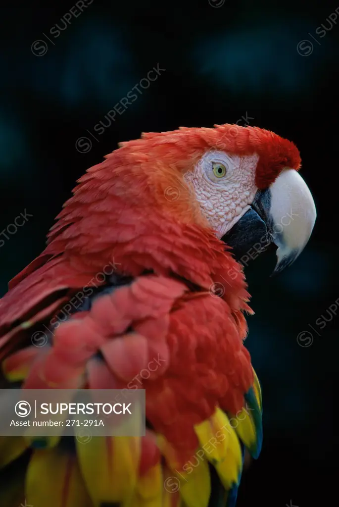 Close-up of a Scarlet Macaw (Ara macao)