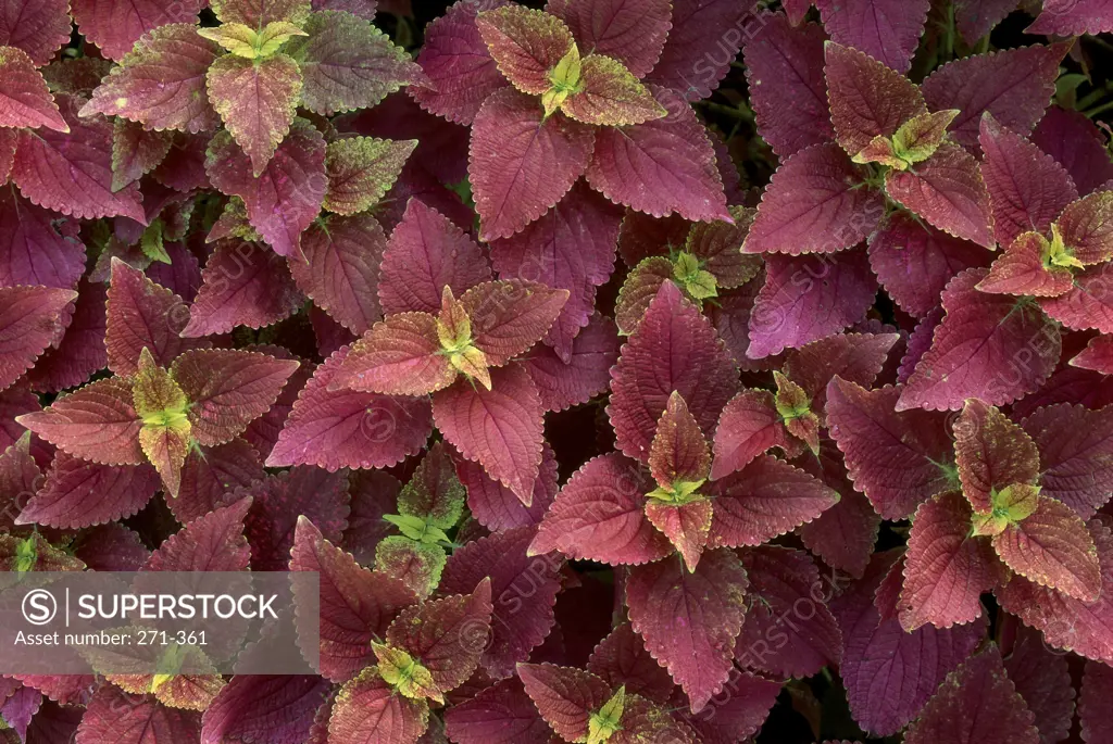 Close-up of the leaves of coleus