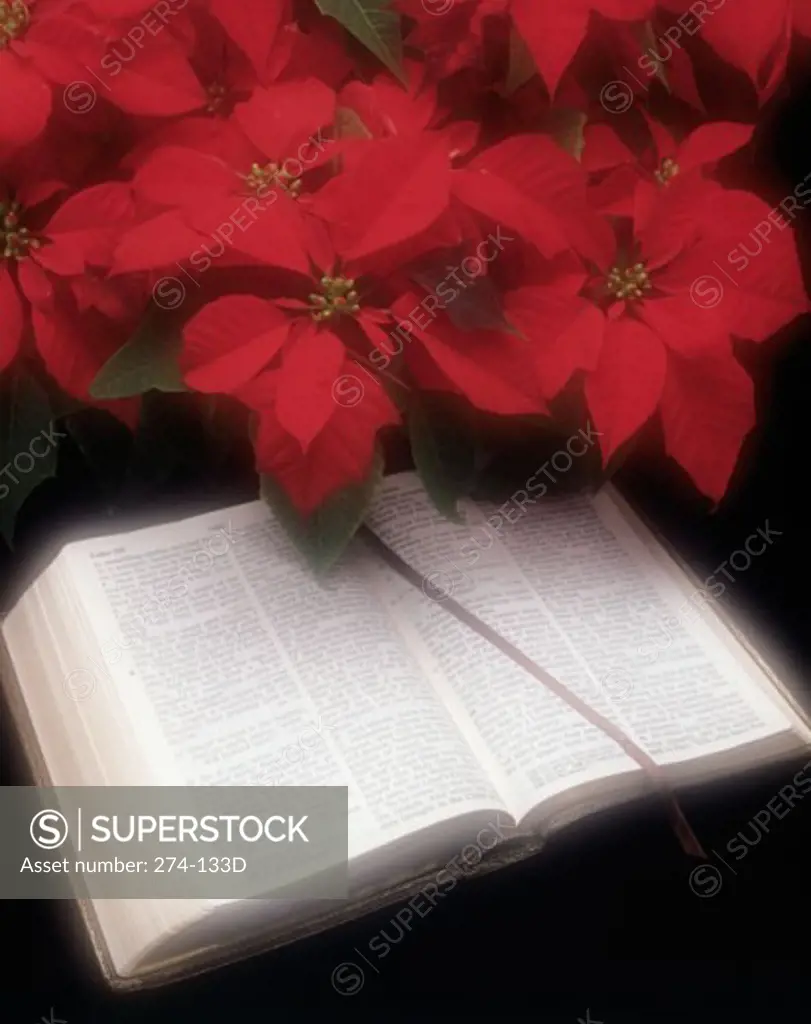 Close-up of a Bible with poinsettia flowers