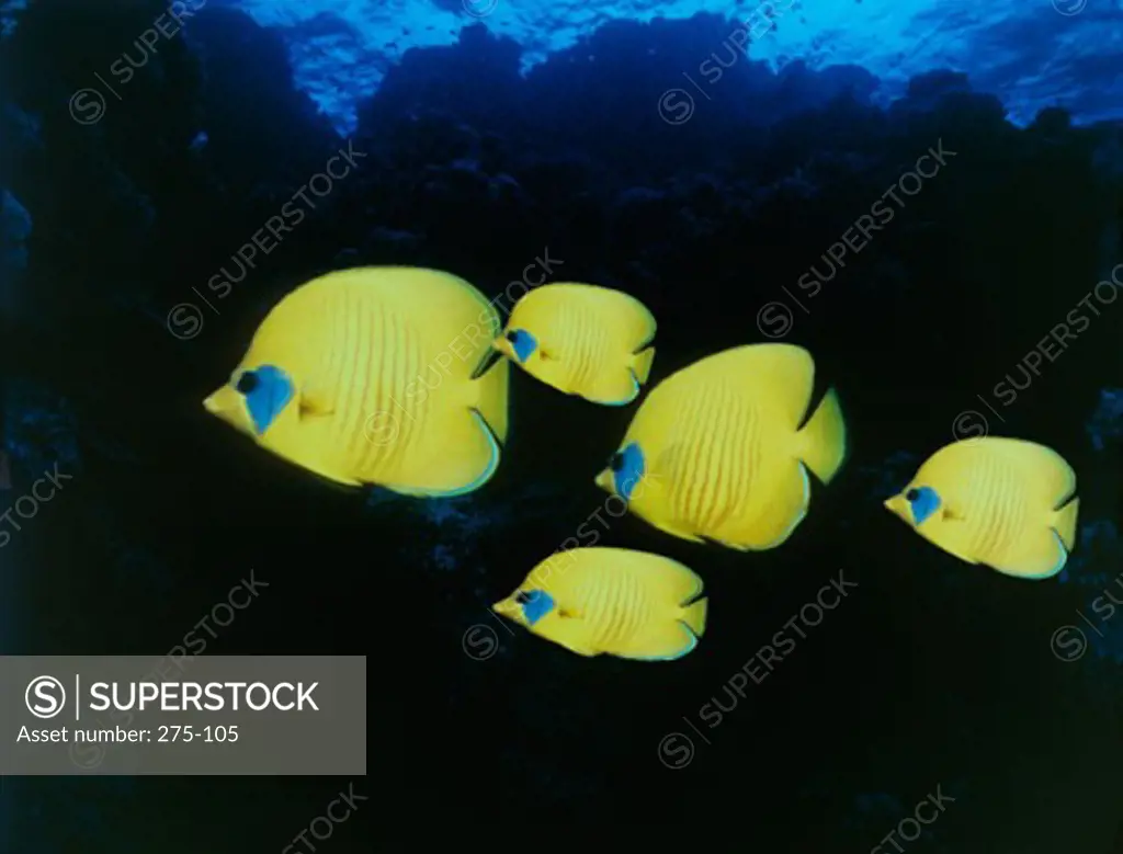 Close-up of five Lemon Butterflyfish swimming underwater (Chaetodon miliaris)