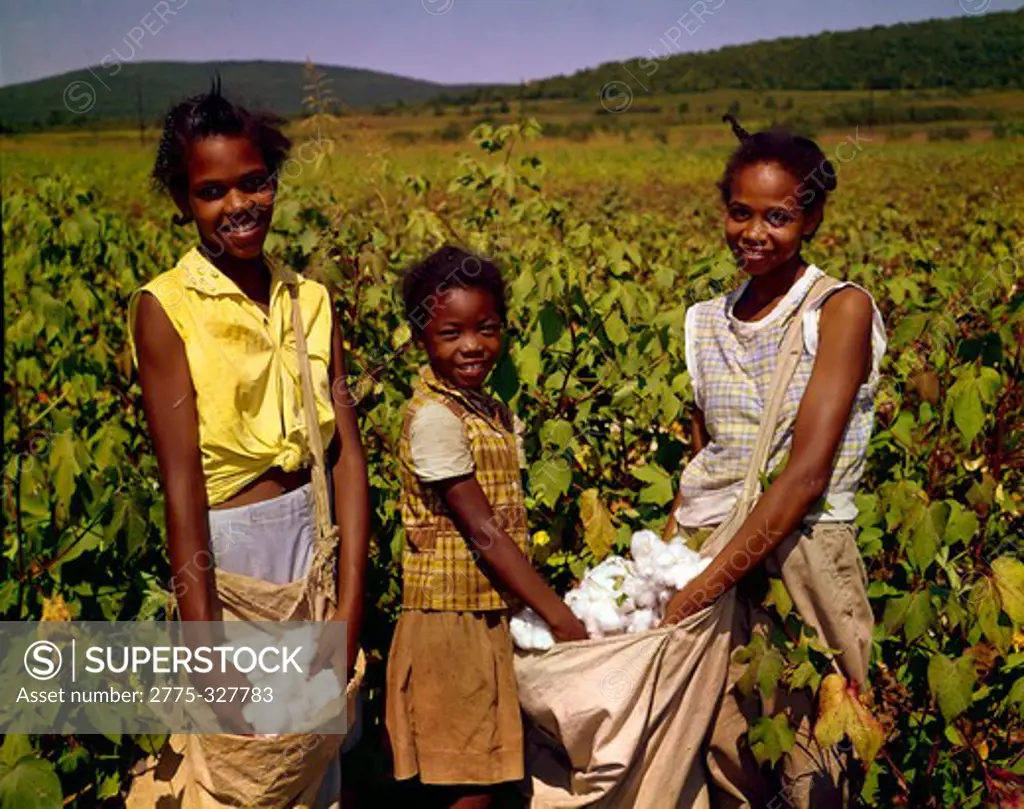 USA, Alabama, Three girls harvesting cotton in field