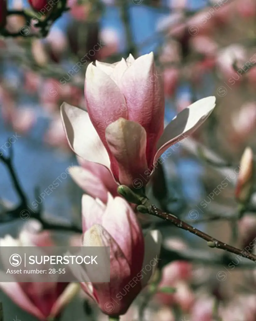 Close-up of Magnolia flowers