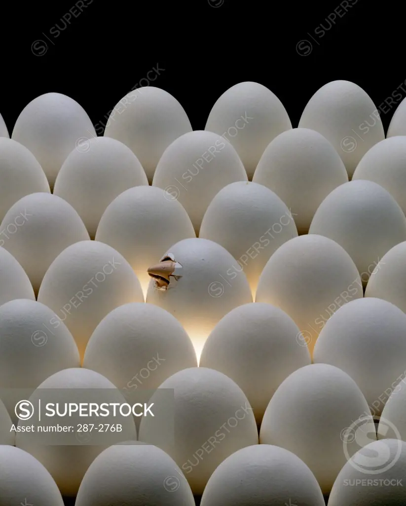 Chick's beak breaking through an eggshell