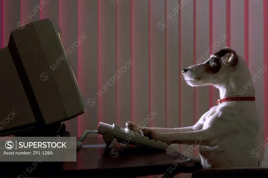 Jack Russell Terrier with its paws on a computer keyboard