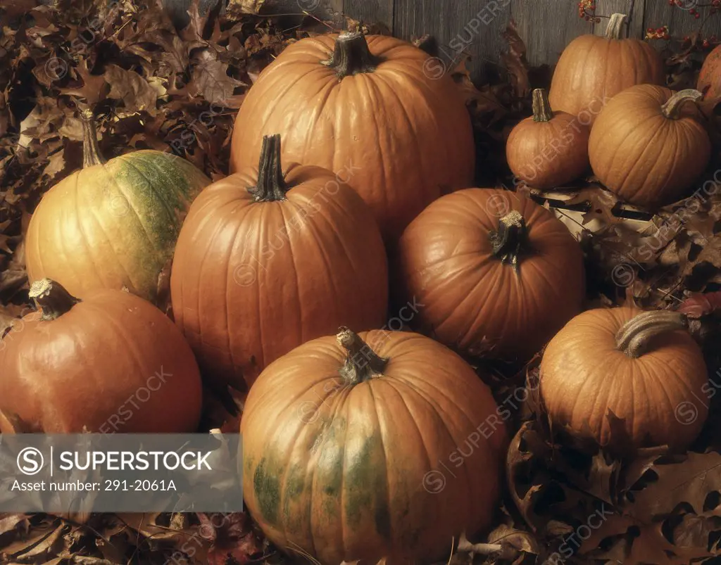 Close-up of pumpkins with fallen leaves