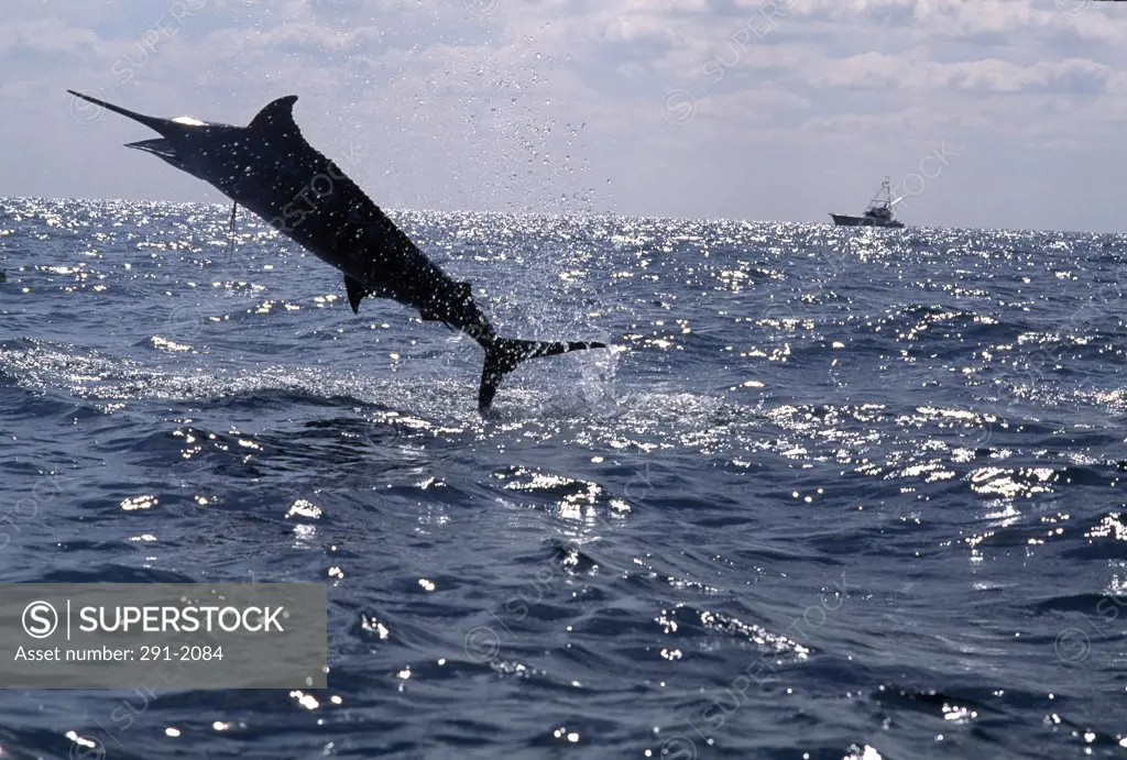 Marlin jumping in the sea and a fishing boat in the background