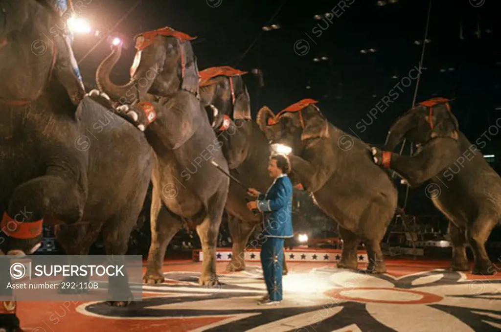 Hawthorn Elephants Royal Hanneford Circus