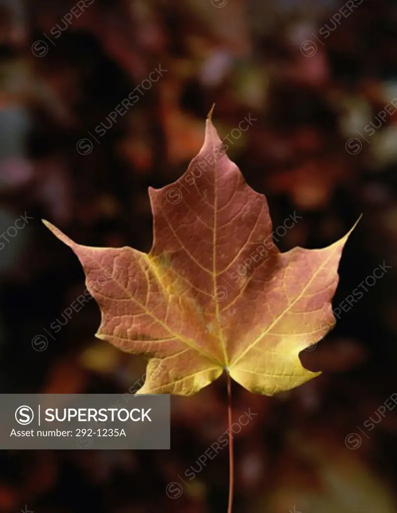 Close-up of a maple leaf