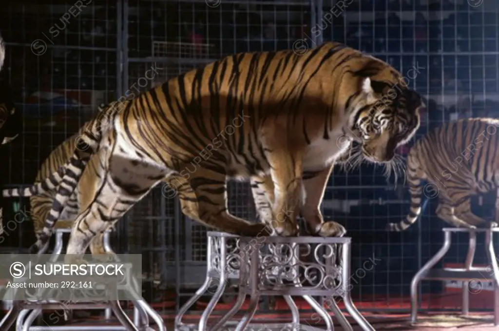 Ada Smieya Tiger Act Royal Hanneford Circus