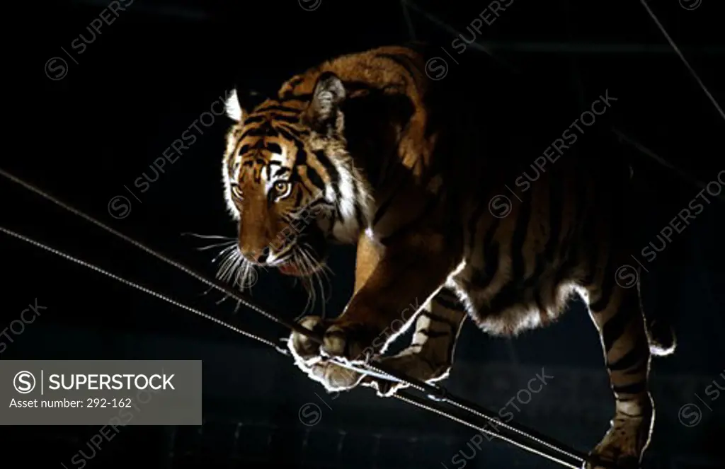 Ada Smieya Tiger Act Royal Hanneford Circus