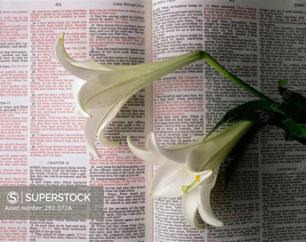 Close-up of Easter lilies on the Bible