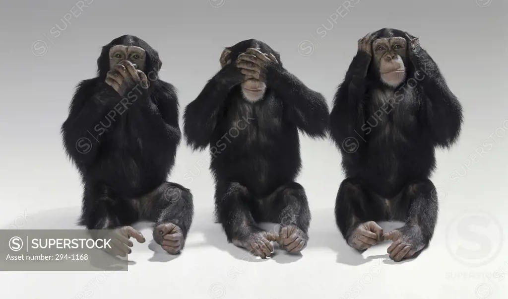 Three chimpanzees sitting in a row covering their ears and eyes and mouth