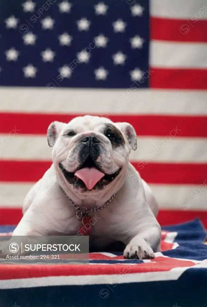 Close-up of an English Bulldog lying in front of an American flag