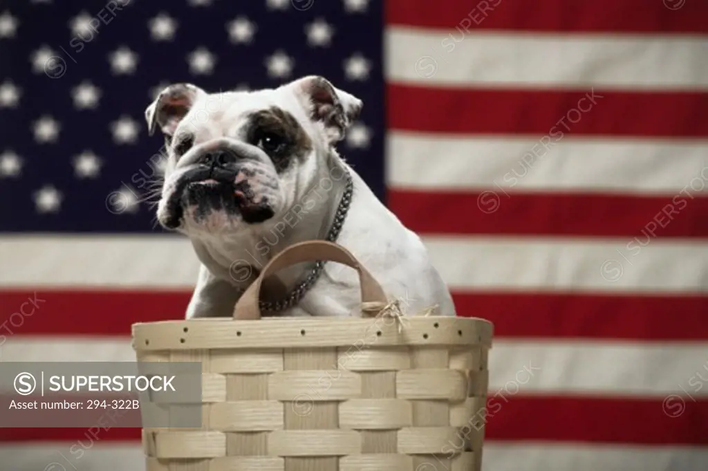 Close-up of an English Bulldog in a basket in front of an American flag