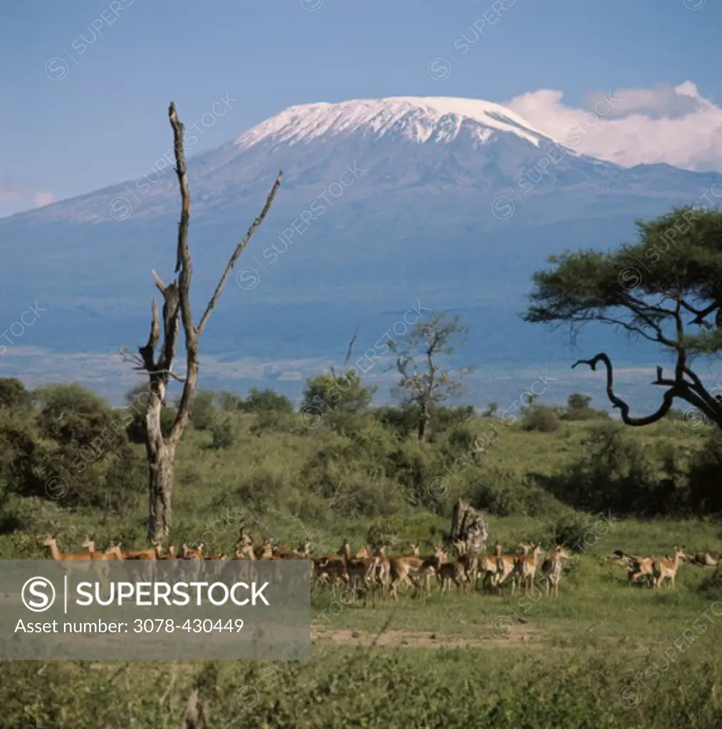 ImpalasMount KilimanjaroTanzania