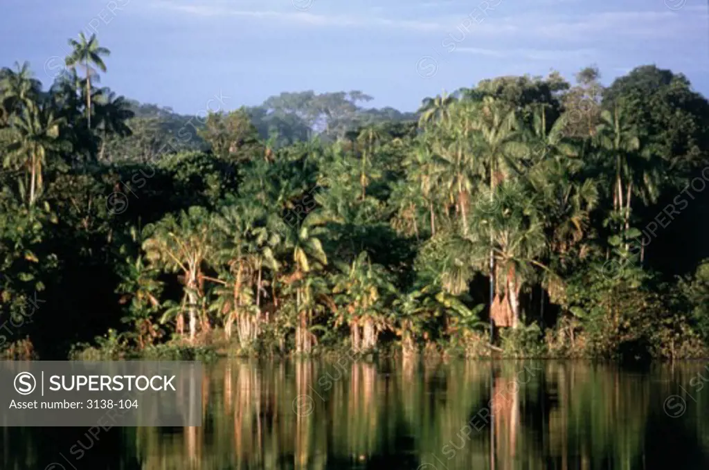 Rio Negro and Amazon Rainforest Amazonas Brazil