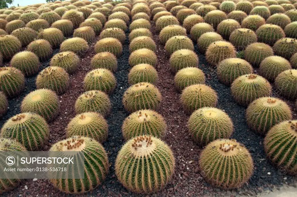Barrel cactus in a row in botanical garden, Cacti Mundo, San Jose del Cabo, Baja California, Mexico
