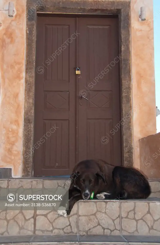 Dog resting on doorsteps, Oia, Santorini, Greece