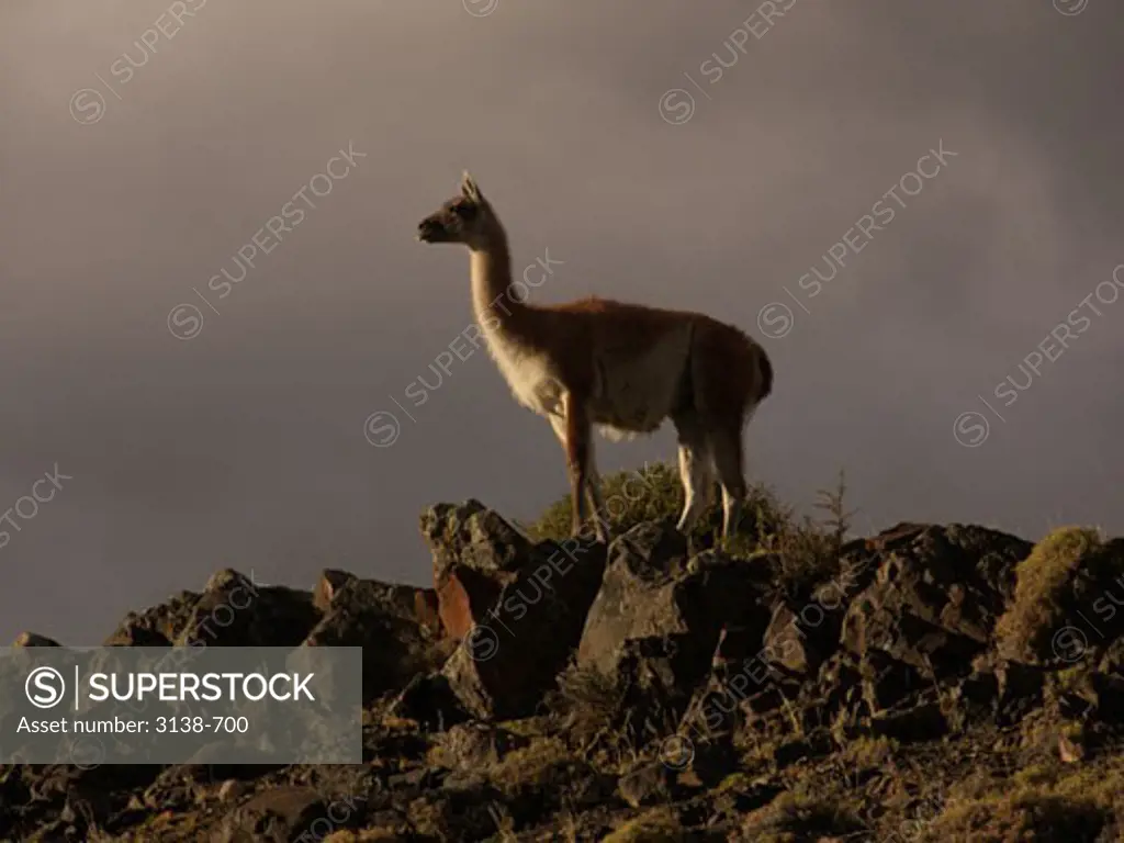 Side profile of a guanaco standing on rocks, Chile