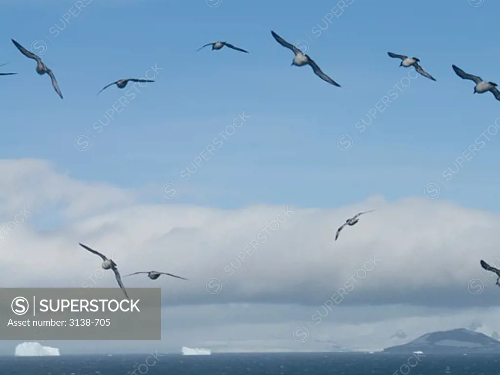 Birds flying over icebergs, Bransfield Strait, Antarctica