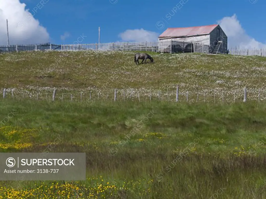 Horse grazing in a ranch, Ushuaia, Beagle Channel, Tierra del Fuego, Argentina