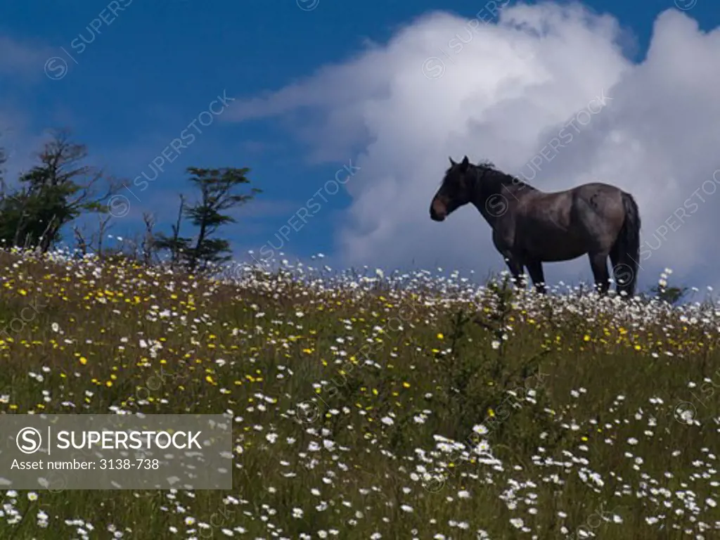 Horse standing in a field, Ushuaia, Beagle Channel, Tierra del Fuego, Argentina