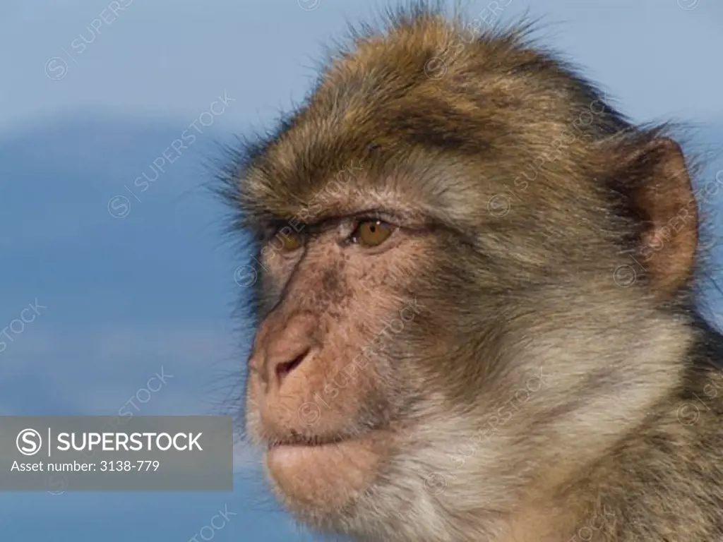 Close-up of a Barbary macaque (Macaca sylvanus), Gibraltar, Spain