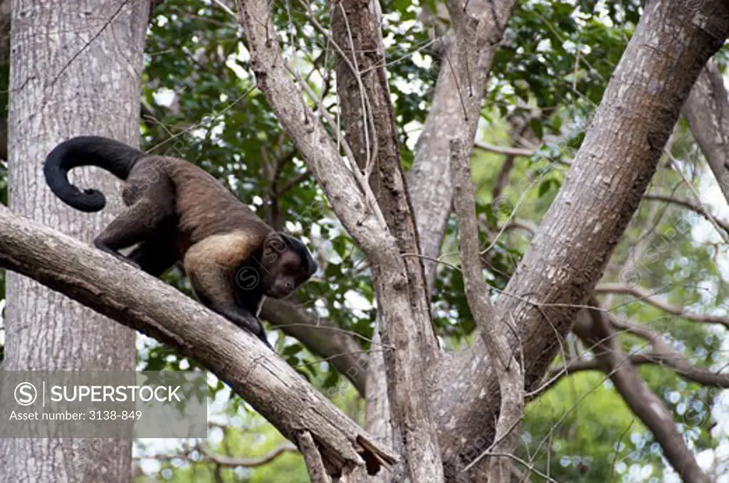 Capuchin monkey (Cebus capucinus) walking on a tree branch, Devil's Island, French Guiana