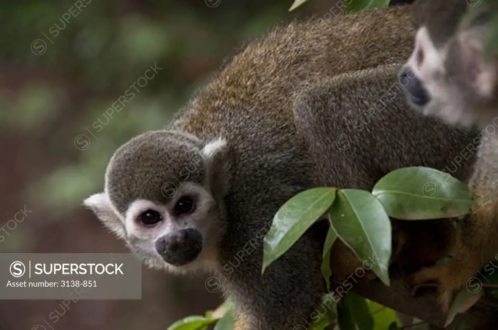 Squirrel monkeys (Saimiri sciureus) on a tree, Devil's Island, French Guiana