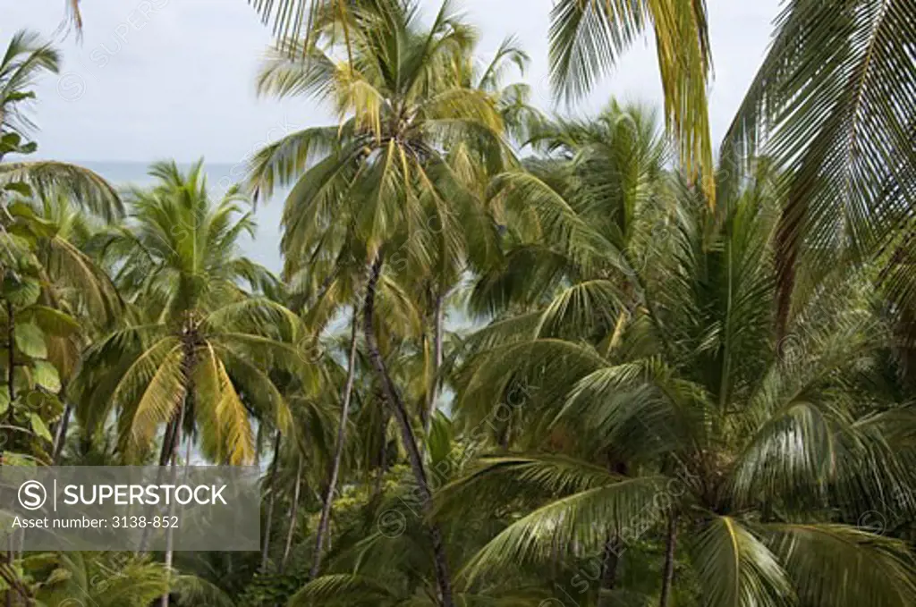 Palm trees at the coast, Devil's Island, French Guiana
