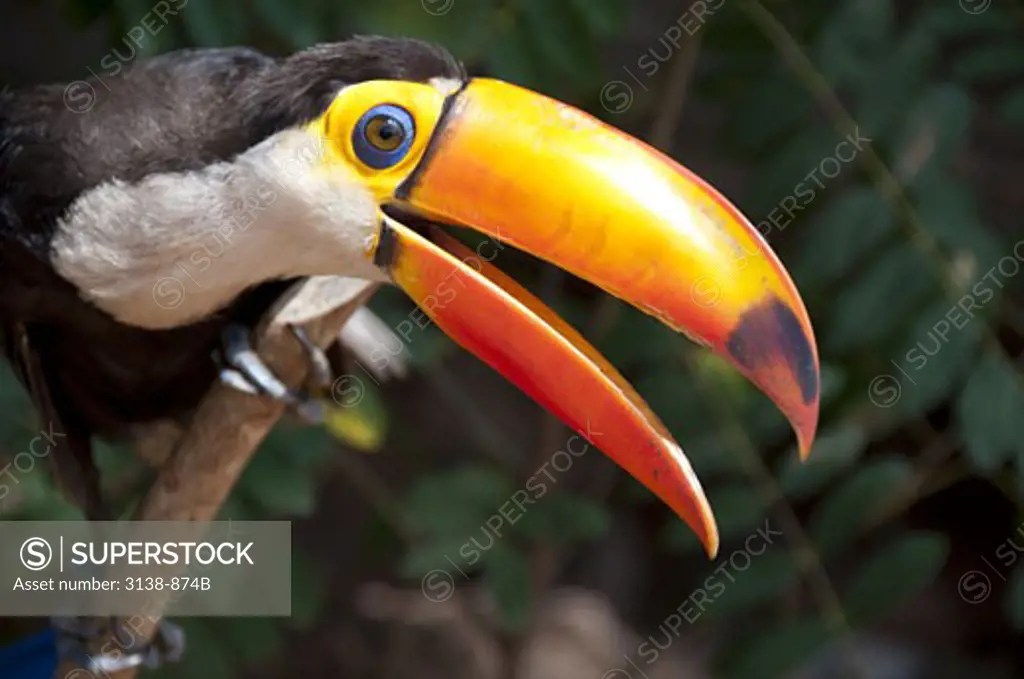 Close-up of a Toco toucan (Ramphastos toco), Boca Da Valeria, Amazon River, Brazil