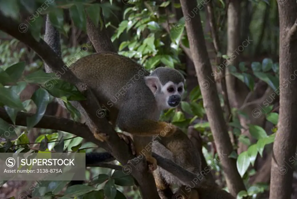 Squirrel monkey (Saimiri sciureus) on a tree, Devil's Island, French Guiana