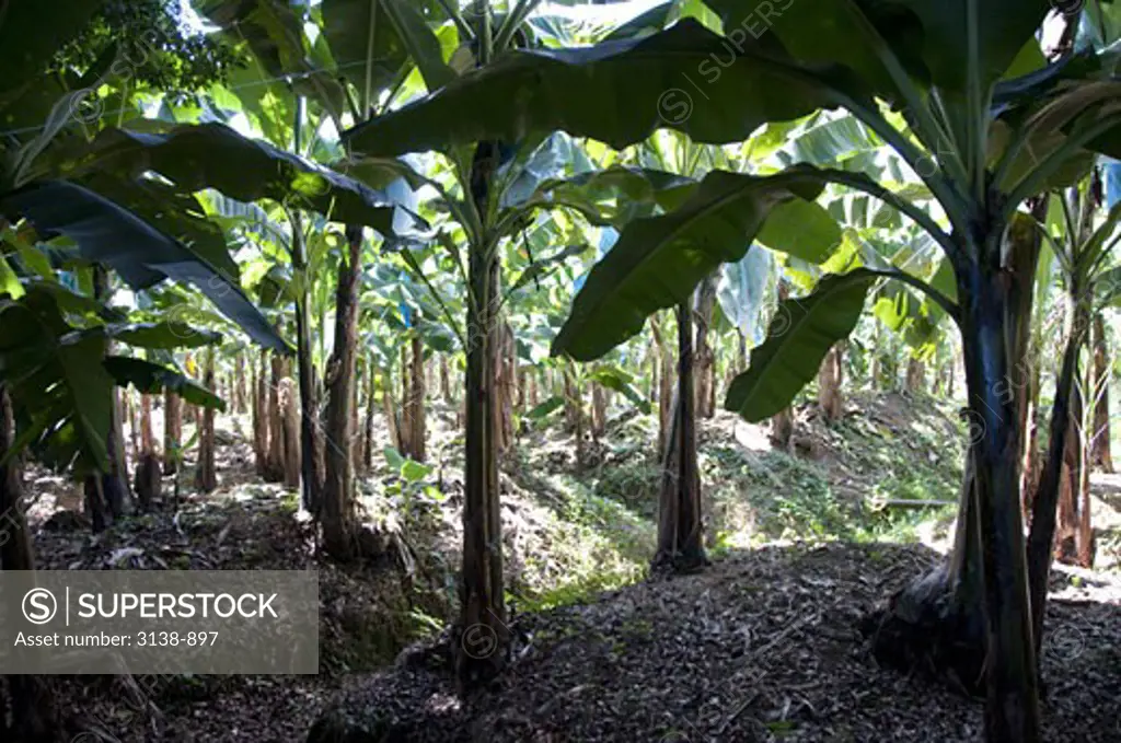 Banana trees in field, Puerto Limon, Costa Rica