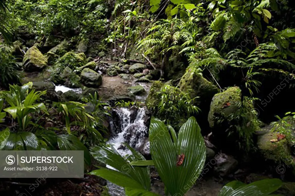 Stream flowing through a forest, Emerald Pool, Morne Trois Pitons National Park, Roseau, Dominica