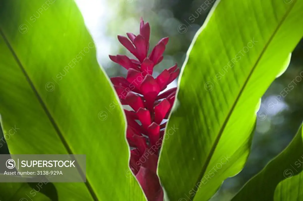 Close-up of Red ginger flower (Alpinia Purpurata), Portsmouth, Dominica