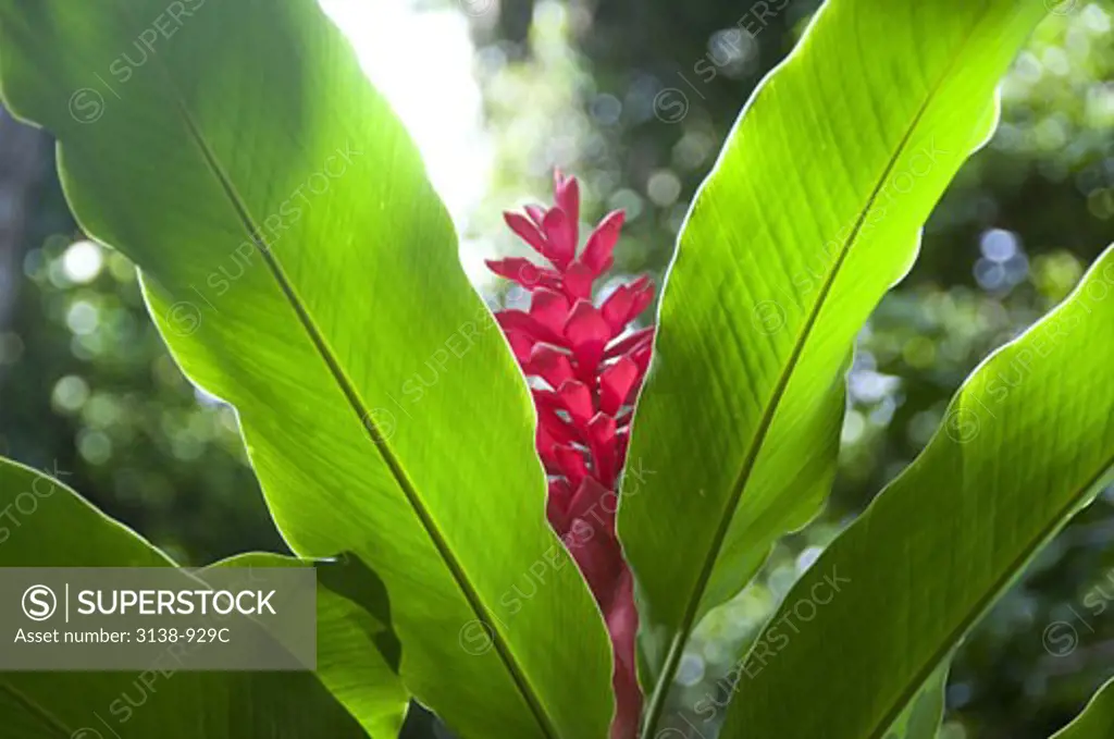 Close-up of Red ginger flower (Alpinia Purpurata), Portsmouth, Dominica