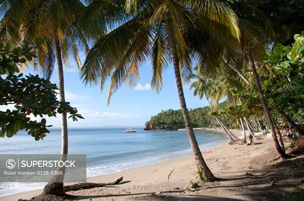 Palm trees on the beach, Samana, Samana Province, Dominican Republic
