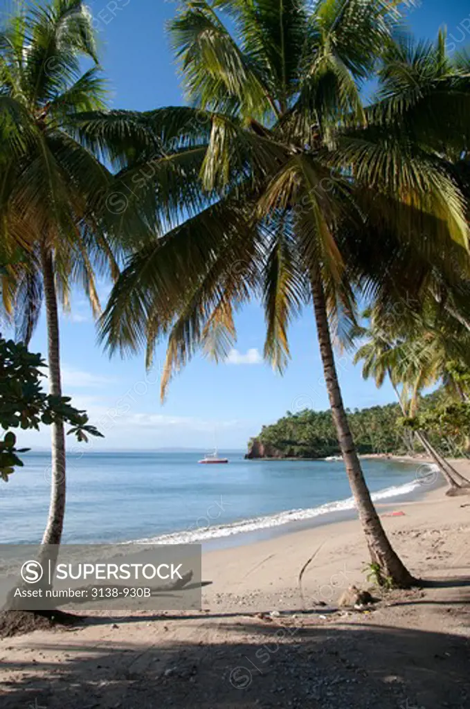 Palm trees on the beach, Samana, Samana Province, Dominican Republic