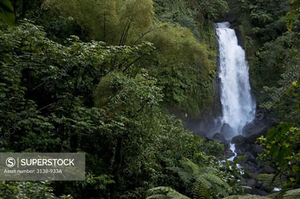 Waterfall in a forest, Trafalgar Falls, Roseau, Dominica