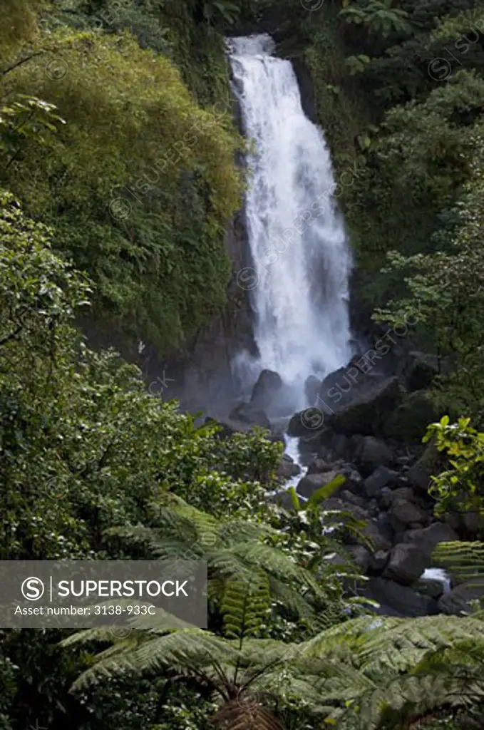 Waterfall in a forest, Trafalgar Falls, Roseau, Dominica