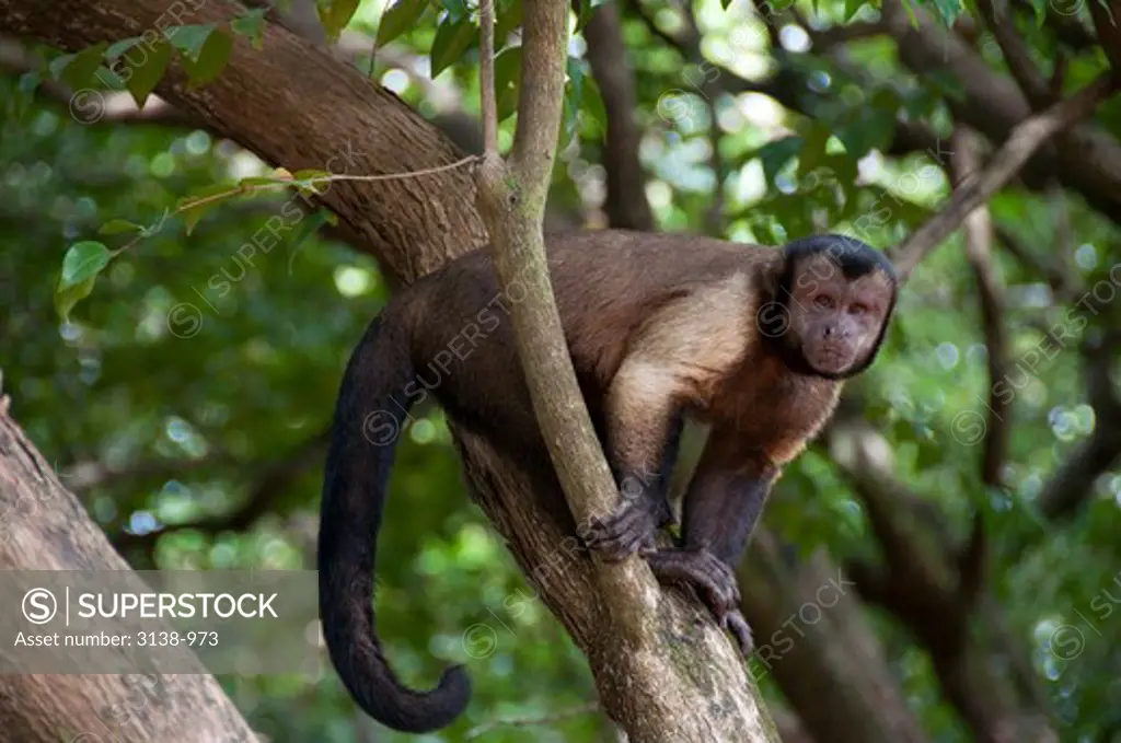 White-Throated Capuchin monkey (Cebus capucinus) sitting on a tree, Devil's Island, French Guiana, France