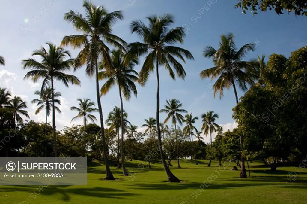 Palm trees in a tourist resort, Cayo Levantado, Dominican Republic