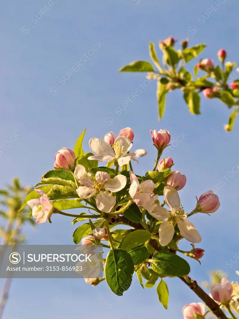 albero di mele in fiore