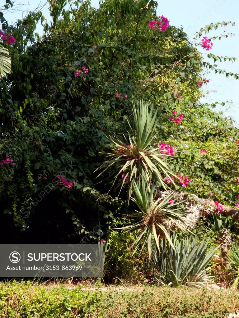 agave e ficus in un giardino di una villa, milazzo, sicilia, italia