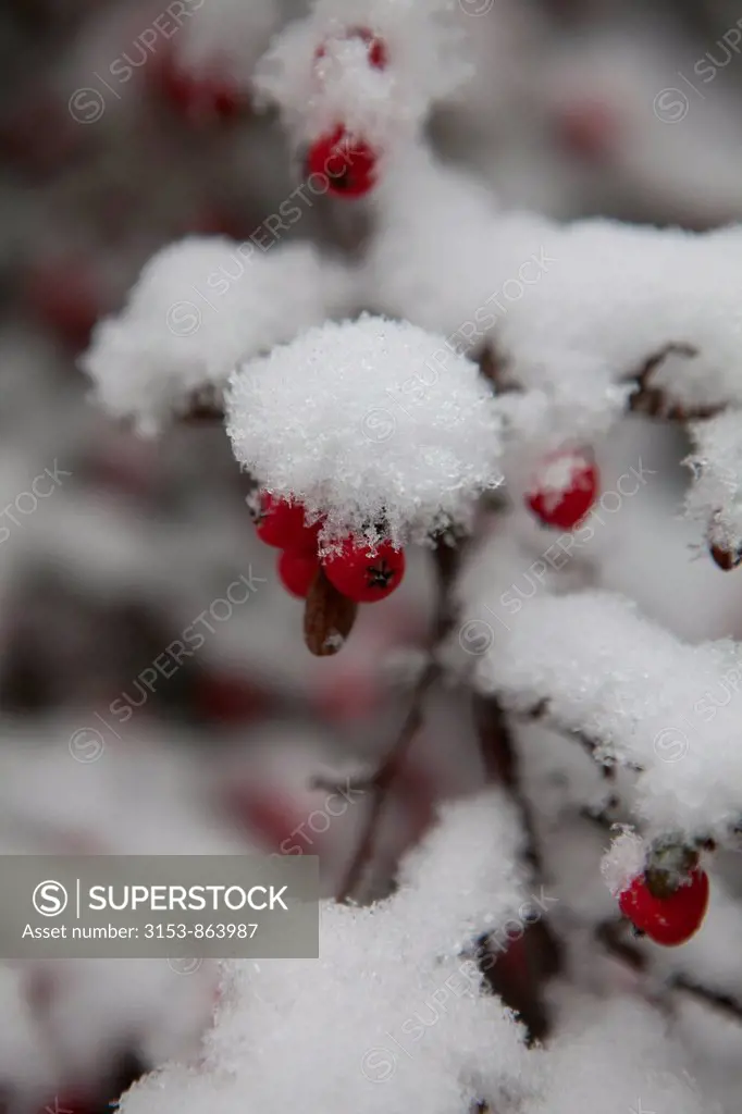 Snow on a branch with red berries